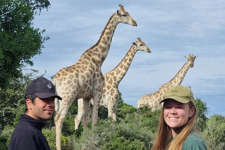 Guided giraffe walk